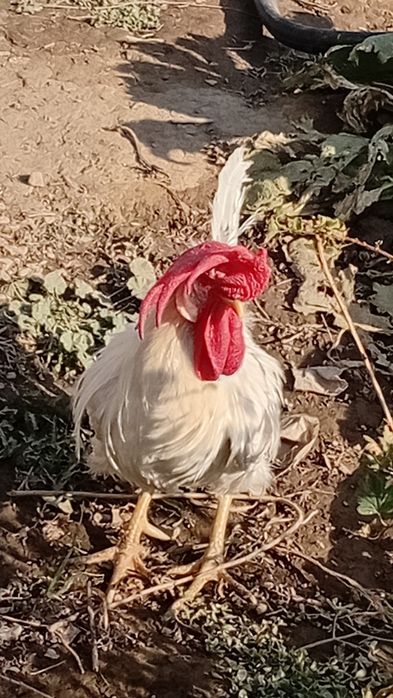 Продам петуха леггорна
