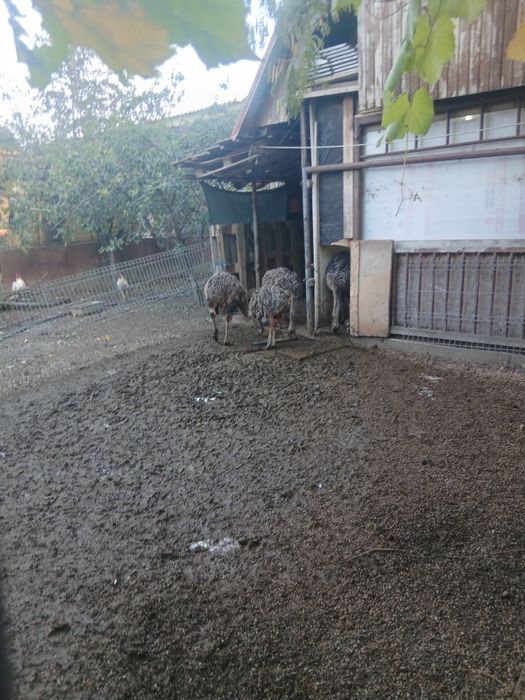 Pui de sttut cu vrasta de 3 luni sant crescuti cu furaje din goospodarie proprie