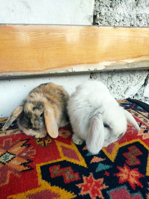 Карликовые Барашки