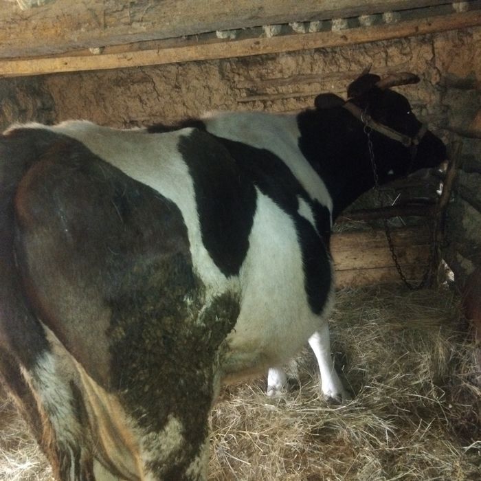 Disponibilă vacă holstain cu vițel