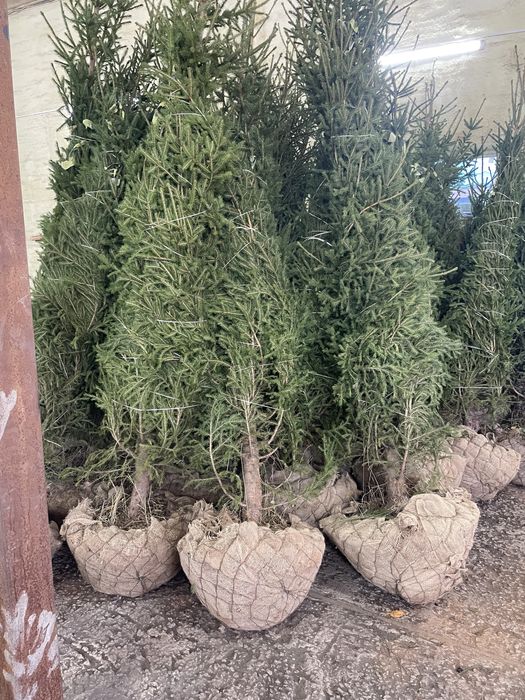 Ели зеленые, ели голубые