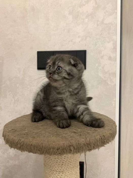 Scottish fold qizbola sotiladi