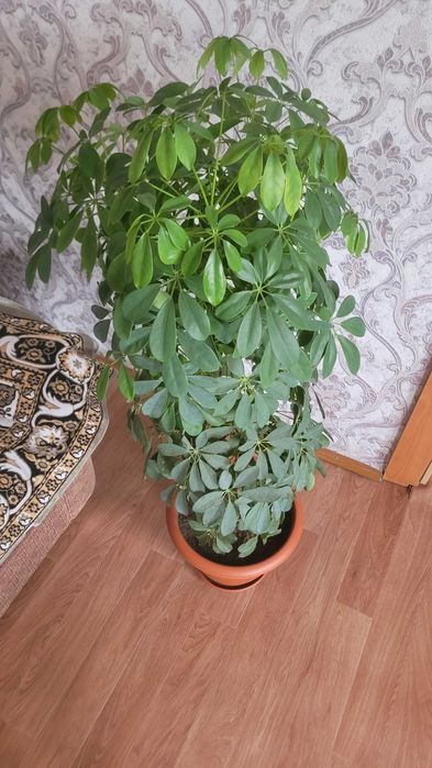 Продам комнатные цветы Шефлера и еще 1