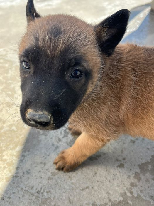 Femela Ciobănesc Belgian Malinois