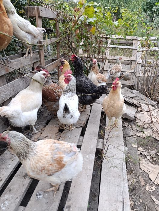 Яйца для инкубатора