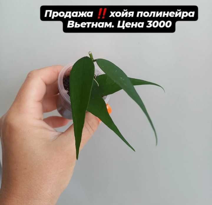 Комнатные растения хойи