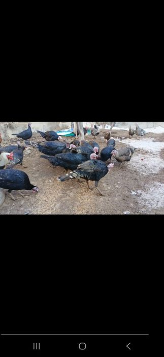 Qora qosh kurka indiyuq sog'lom