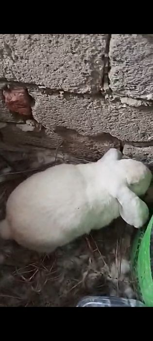 Коян Кролики французский баран