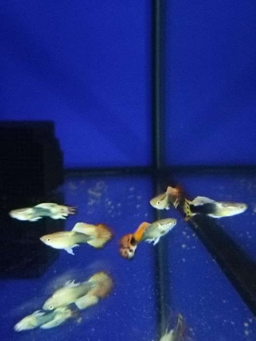 Срочно продам аквариумных рыбок