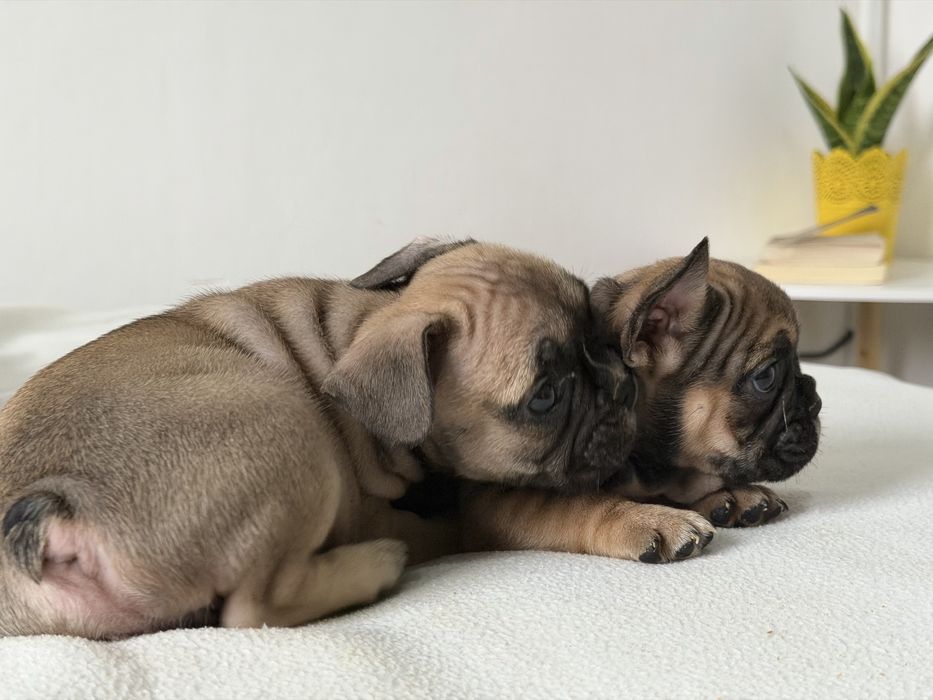 Френски булдог-кученца