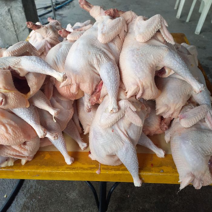 Куры домашние тушки