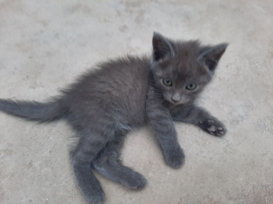 Продаю серого котёнка