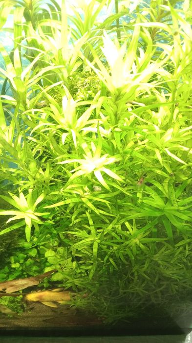 Аквариумные растения .