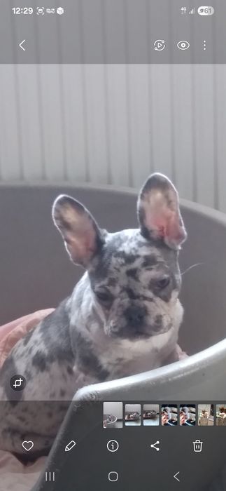 Catel Bulldog francez