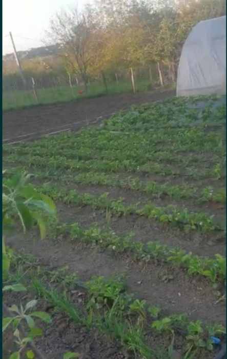 Stoloni/răsad căpșuni