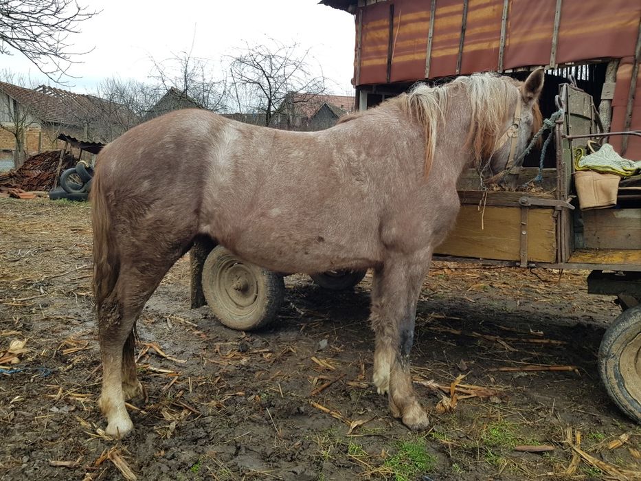 Vând mânză de 1 an si 8 luni