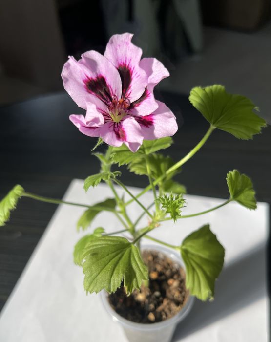 Королевская пеларгония