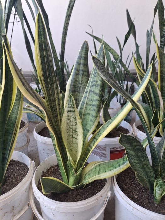 Цветы комнатные есть 100 шт