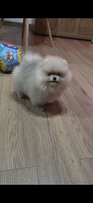 Померанче,мини момиченце с родословие!