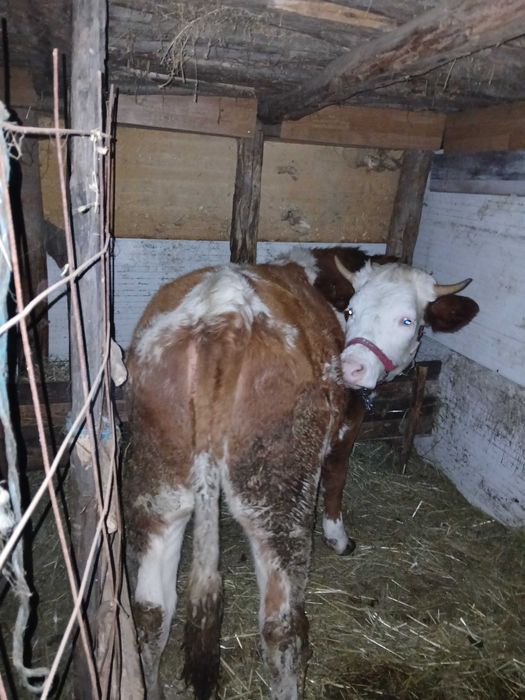 Vand juninca baltata