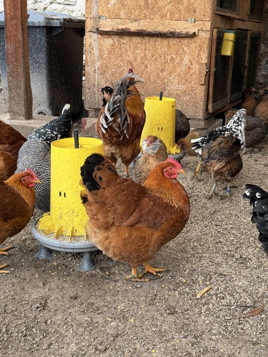 New Hampshire familie 1+5