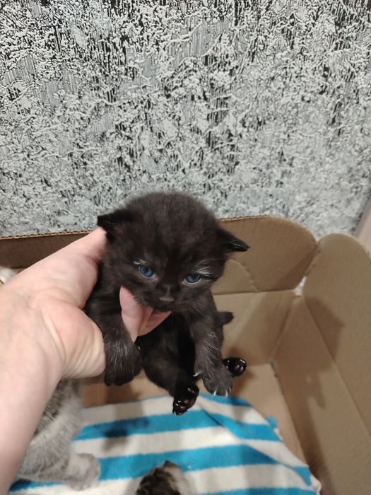 Продам кота, шотландской породы