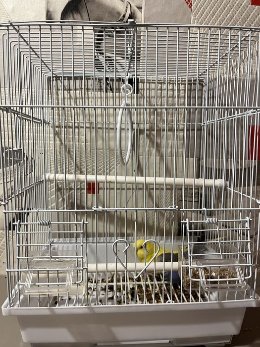 Два волнистых попугая