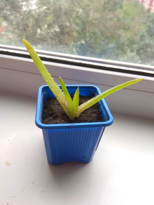 Комнатное растение Алоэ