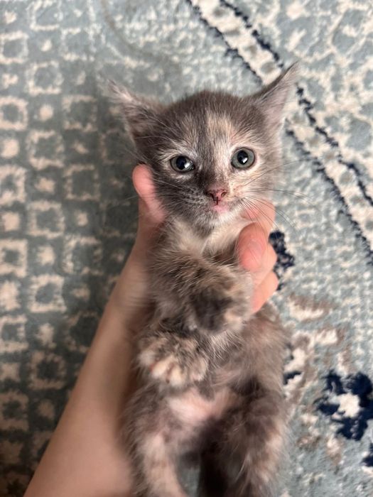 Митиска ұрғашы марғау