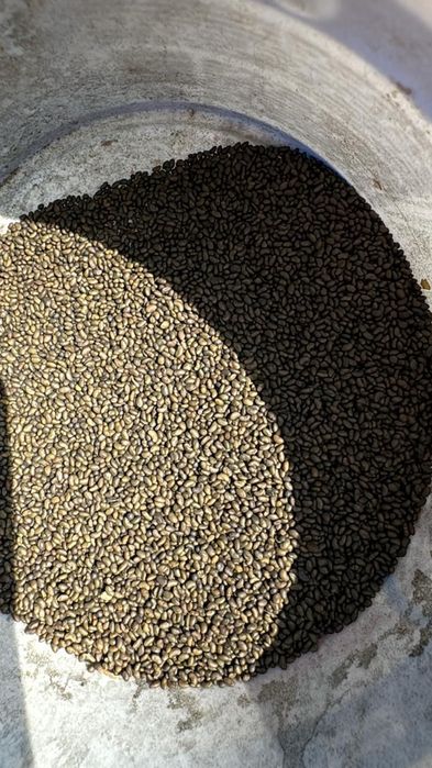 Семена люцерны,Семиречье,Джеа