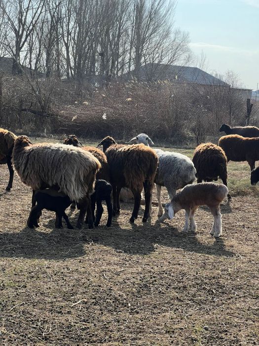 Бараны с барашками