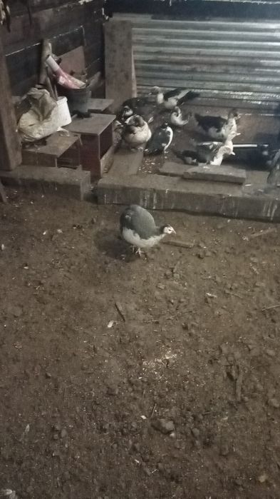 Продам индоуток девочек ,все несутся