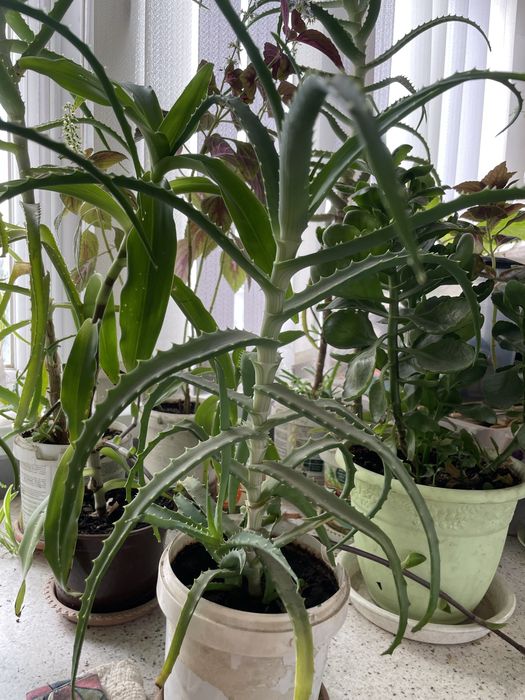 Комнатные цветы недорого