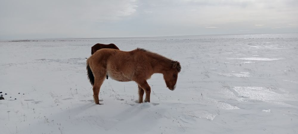 Еркек тай мұғалжар