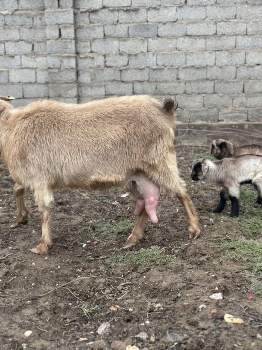 Орыс ешкылер сатылады