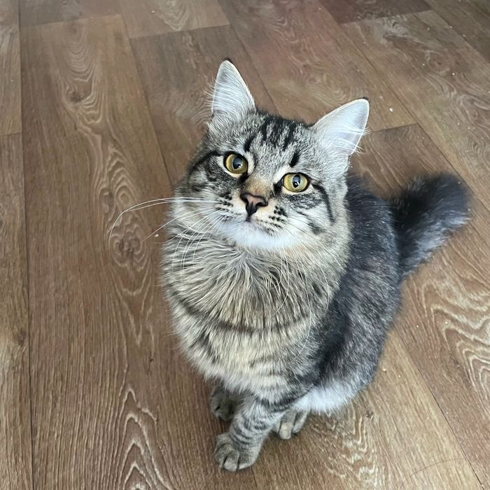 Котёнок,мальчик бесплатно