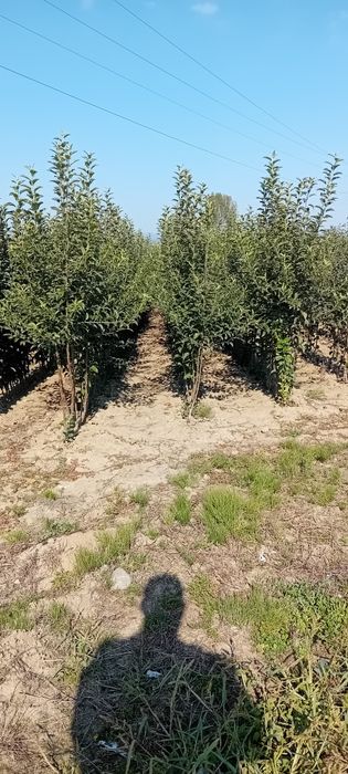 Pomi fructiferi de diferite soiuri