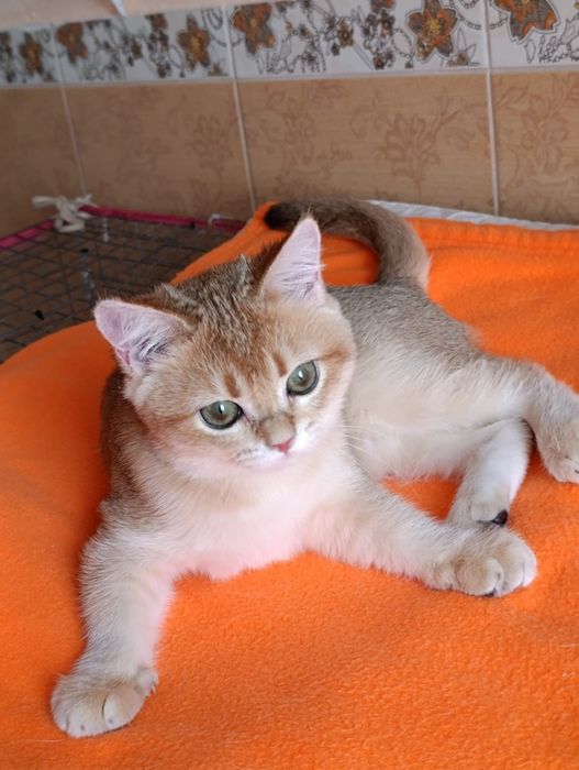 Scottish straight fetita   SFS ny 11  71 golden