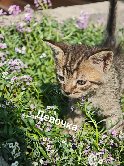Отдам котят в хорошие руки!