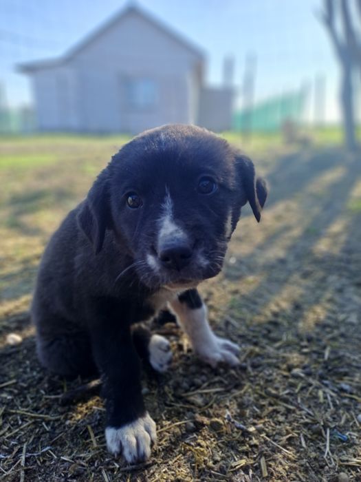 Cățeluș de 2 săptămâni ciobanesc romanesc corb