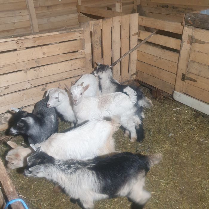 Vand capre cu iezi sau fara