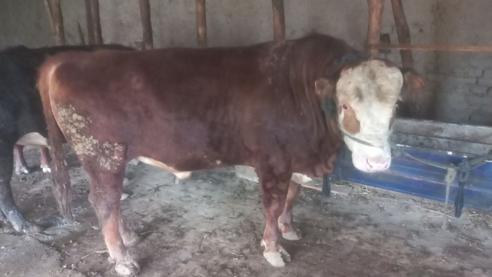 Buqala sotiladi  jivoy vasga xam beramiz