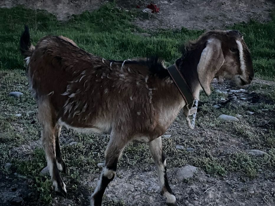 Нубийские козы …