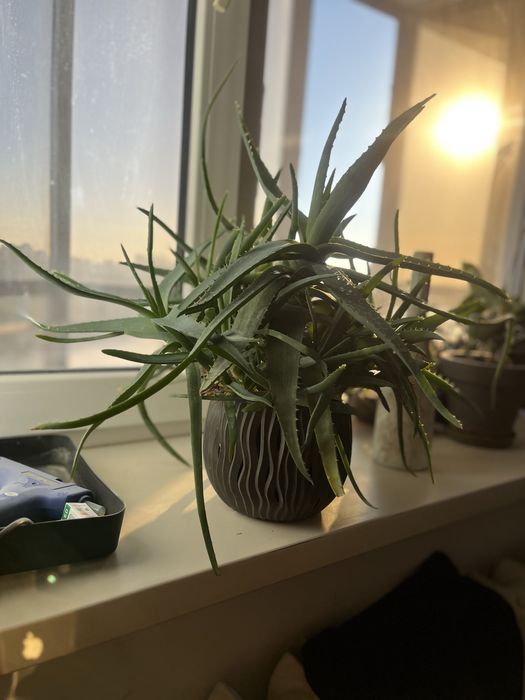 Алоэ вера Комнатный