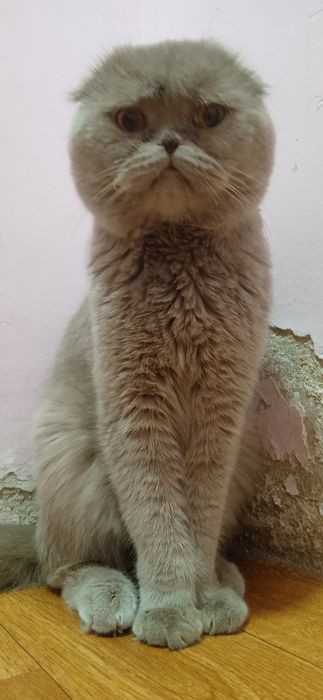 Tukli mushuk bilan oq paypoqdagi porno