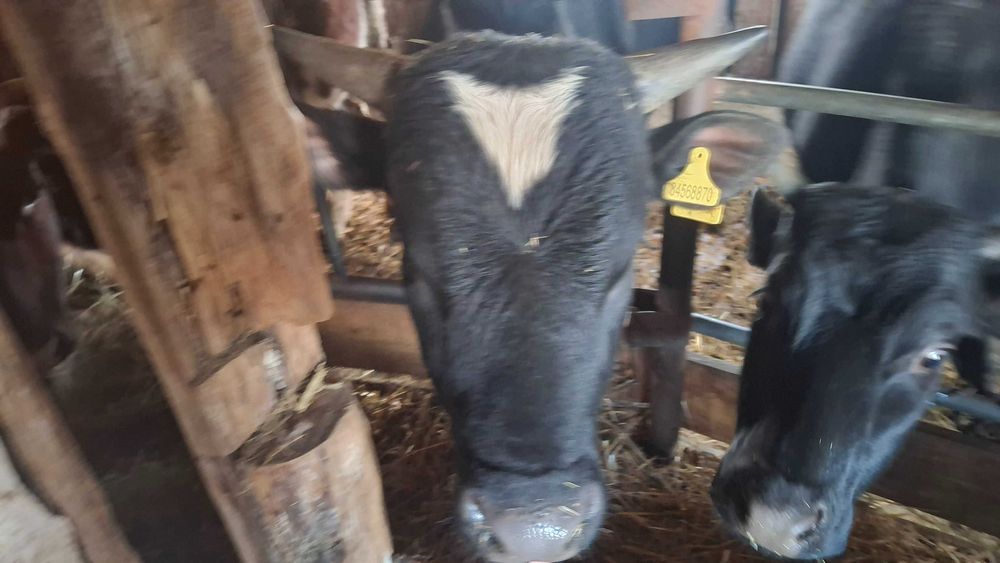 Продам бычков на доращивание