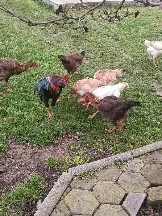 Vând ouă de combatant Malaiezian