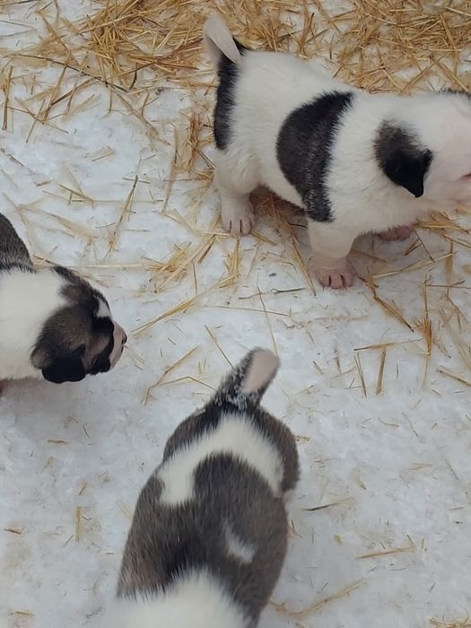 Продам Щенки алабай