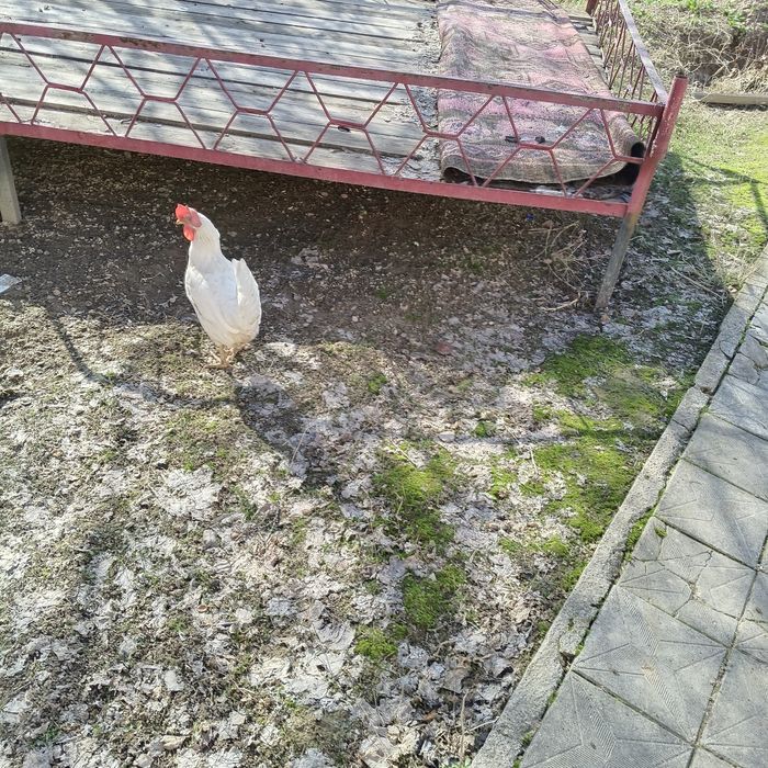 Сарыагашта 3 тауык 1 кораз салылымда