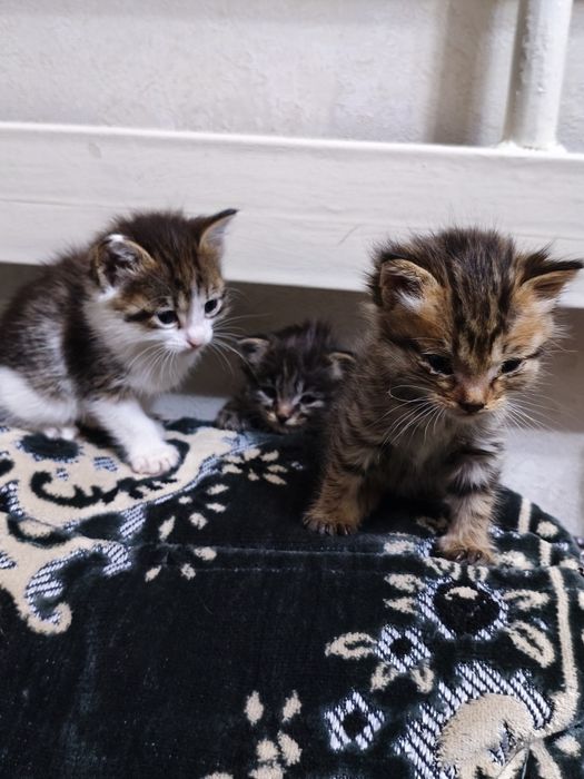 котики в хорошие руки